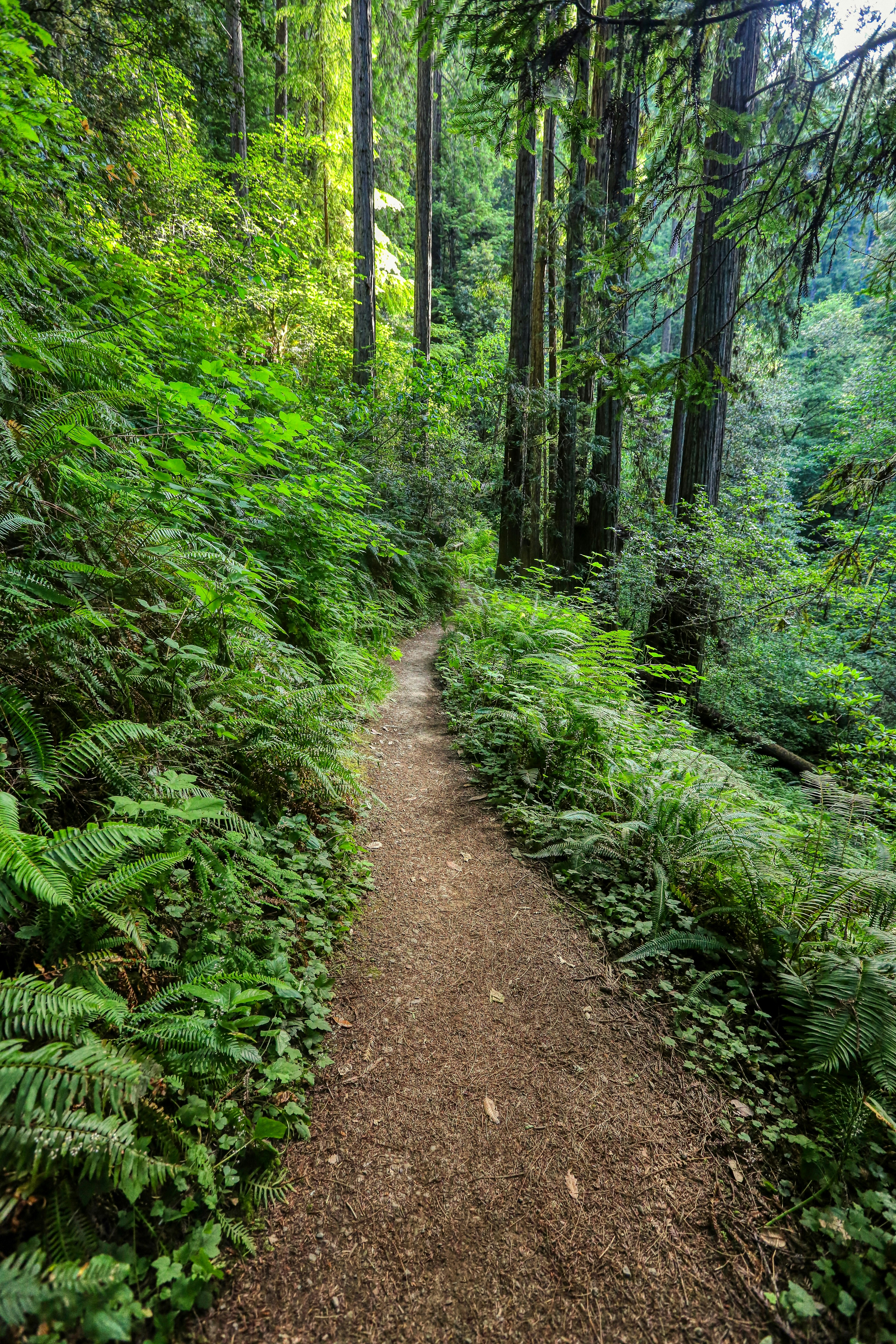 brown dirt road in the middle of green trees